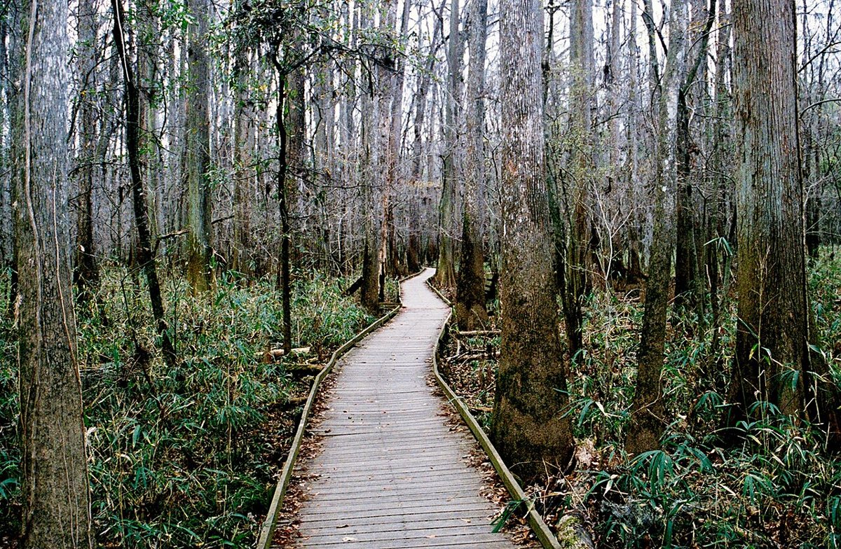 Boardwalk trail through old-growth forest at Congaree National Park