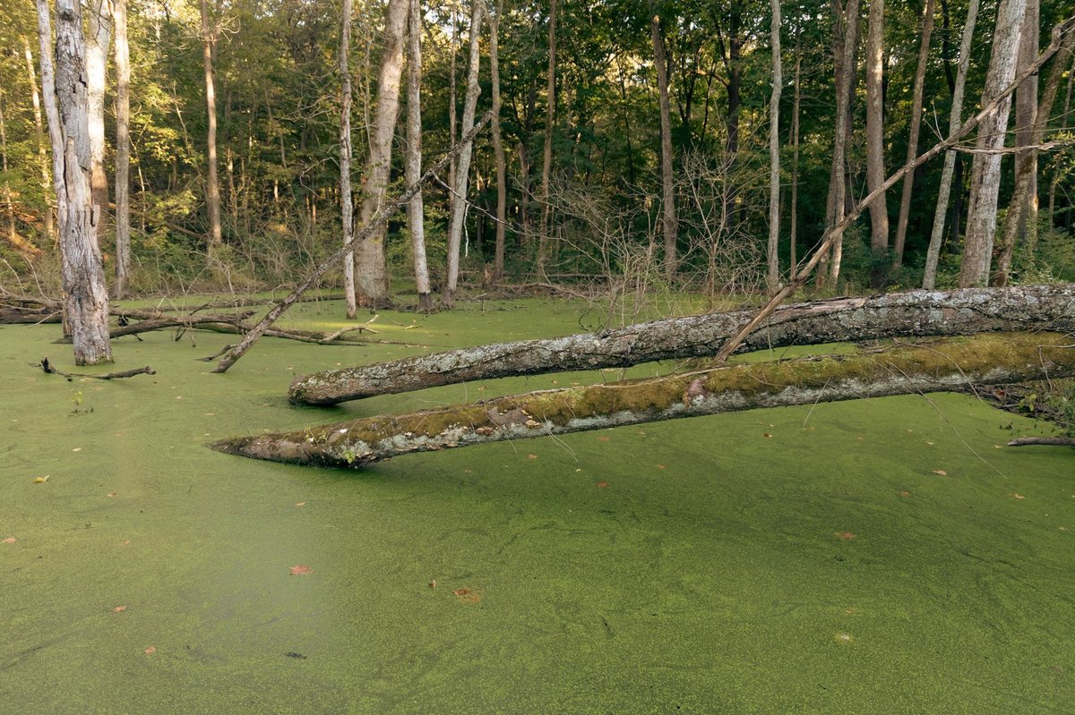 a forest trail at Reedy Creek Nature Center and Preserve