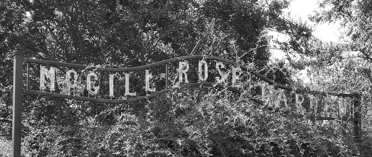 couple sitting near blooming roses at McGill Rose Garden